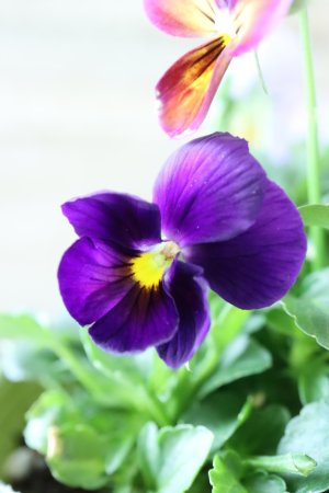 画像3: ゲブラさんの八ヶ岳ビオラ "ミステリアス アマゾネス" No.68