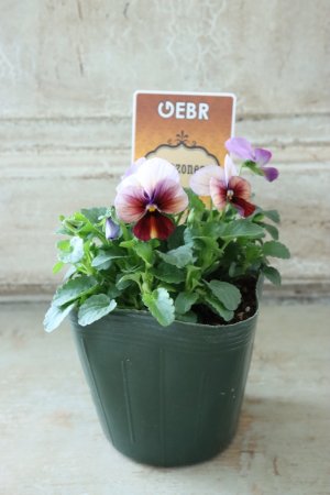 画像5: ゲブラさんの八ヶ岳ビオラ "ミステリアス アマゾネス" No.52