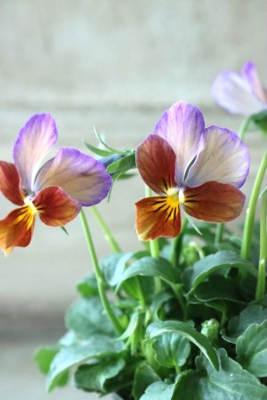 画像4: ゲブラさんの八ヶ岳ビオラ "ミステリアス アマゾネス" No.90