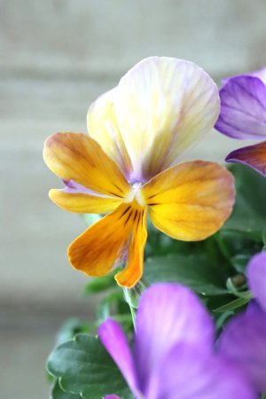 画像1: ゲブラさんの八ヶ岳ビオラ "ミステリアス アマゾネス" No.74