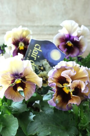 画像1: パンジー "clair de lune~クレール ドゥ リュンヌ~"