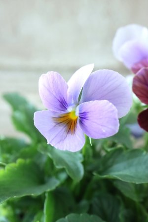 画像3: ゲブラさんの八ヶ岳ビオラ "ミステリアス アマゾネス" No.84