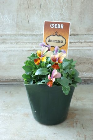 画像5: ゲブラさんの八ヶ岳ビオラ "ミステリアス アマゾネス" No.60