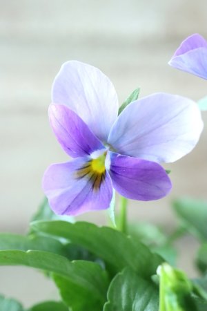 画像3: ゲブラさんの八ヶ岳ビオラ "ミステリアス アマゾネス" No.81