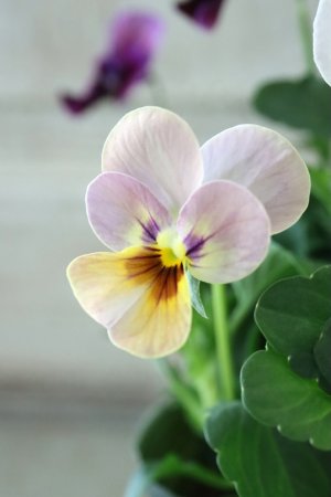 画像2: ゲブラさんの八ヶ岳ビオラ "ミステリアス アマゾネス" No.85