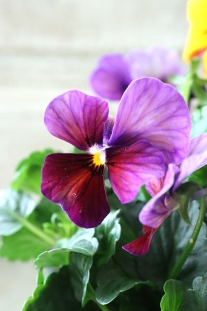 画像2: ゲブラさんの八ヶ岳ビオラ "ミステリアス アマゾネス" No.66