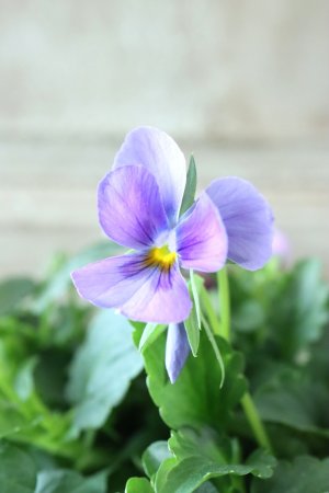 画像2: ゲブラさんの八ヶ岳ビオラ "ミステリアス アマゾネス" No.49