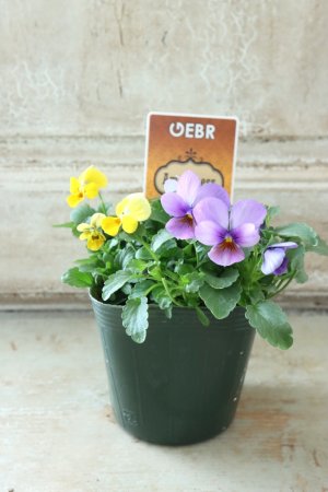 画像4: ゲブラさんの八ヶ岳ビオラ "ミステリアス アマゾネス" No.64