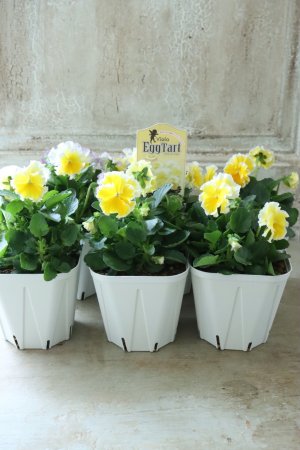 画像3: ビオラ~Egg Tart・エッグタルト~