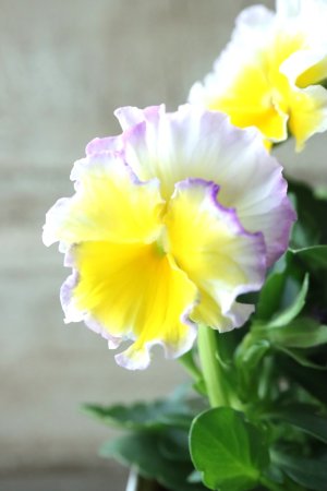 画像4: ビオラ~Egg Tart・エッグタルト~