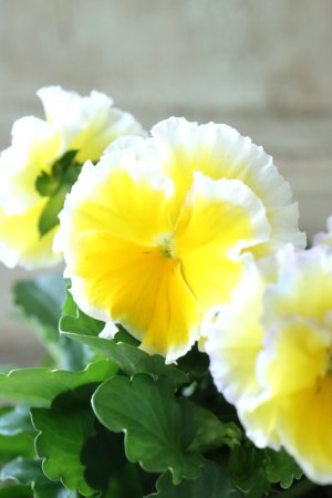 画像10: ビオラ~Egg Tart・エッグタルト~