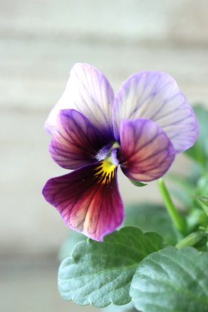 画像1: ゲブラさんの八ヶ岳ビオラ "ミステリアス アマゾネス" No.77