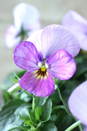 画像1: ゲブラさんの八ヶ岳ビオラ "ミステリアス アマゾネス" No.76