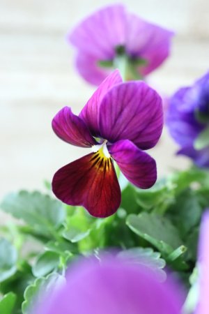 画像3: ゲブラさんの八ヶ岳ビオラ "ミステリアス アマゾネス" No.69