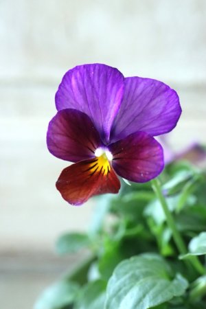 画像1: ゲブラさんの八ヶ岳ビオラ "ミステリアス アマゾネス" No.87