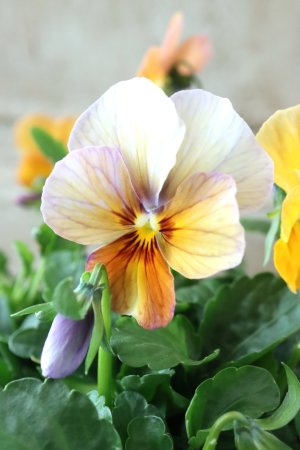 画像1: ゲブラさんの八ヶ岳ビオラ "ミステリアス アマゾネス" No.72