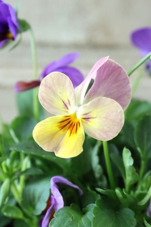 画像2: ゲブラさんの八ヶ岳ビオラ "ミステリアス アマゾネス" No.83