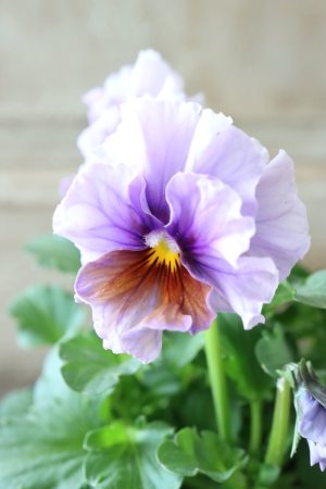 画像19: ビオラ "Nouvelle Vague Aquarelle~ヌーヴェルヴァーグ アクアレール~"