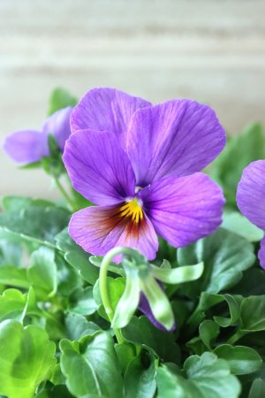 画像3: ゲブラさんの八ヶ岳ビオラ "ミステリアス アマゾネス" No.95