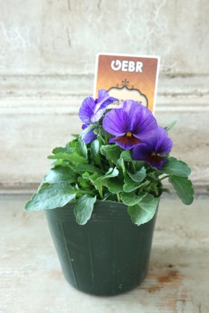 画像4: ゲブラさんの八ヶ岳ビオラ "ミステリアス アマゾネス" No.78