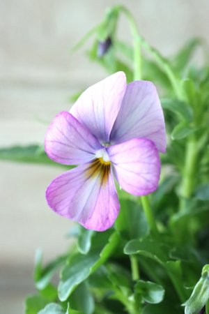 画像4: ゲブラさんの八ヶ岳ビオラ "ミステリアス アマゾネス" No.79