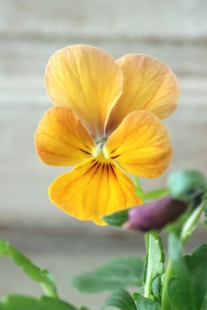 画像3: ゲブラさんの八ヶ岳ビオラ "ミステリアス アマゾネス" No.72