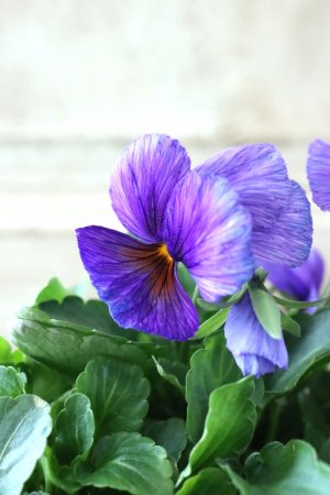 画像2: ゲブラさんの八ヶ岳ビオラ "ミステリアス アマゾネス" No.78