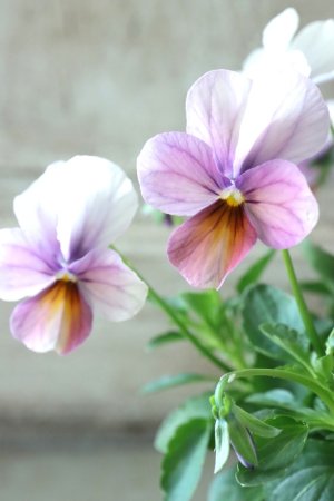 画像1: ゲブラさんの八ヶ岳ビオラ "ミステリアス アマゾネス" No.57