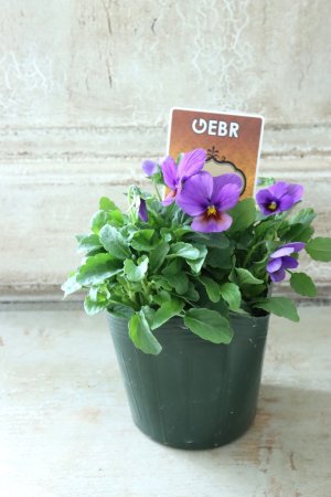 画像4: ゲブラさんの八ヶ岳ビオラ "ミステリアス アマゾネス" No.95