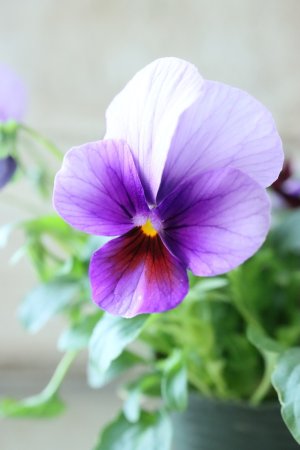 画像3: ゲブラさんの八ヶ岳ビオラ "ミステリアス アマゾネス" No.51