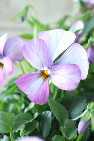 画像3: ゲブラさんの八ヶ岳ビオラ "ミステリアス アマゾネス" No.79