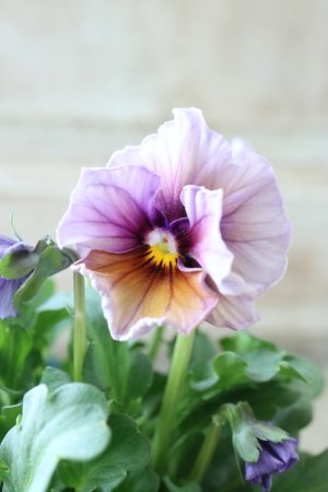 画像5: ビオラ "Nouvelle Vague Aquarelle~ヌーヴェルヴァーグ アクアレール~"