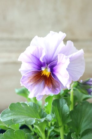 画像18: ビオラ "Nouvelle Vague Aquarelle~ヌーヴェルヴァーグ アクアレール~"