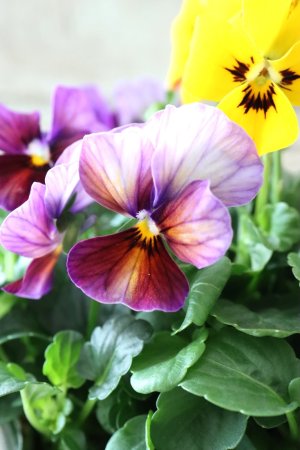 画像1: ゲブラさんの八ヶ岳ビオラ "ミステリアス アマゾネス" No.66