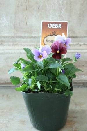 画像4: ゲブラさんの八ヶ岳ビオラ "ミステリアス アマゾネス" No.84