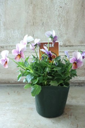 画像5: ゲブラさんの八ヶ岳ビオラ "ミステリアス アマゾネス" No.57