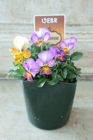 画像4: ゲブラさんの八ヶ岳ビオラ "ミステリアス アマゾネス" No.74