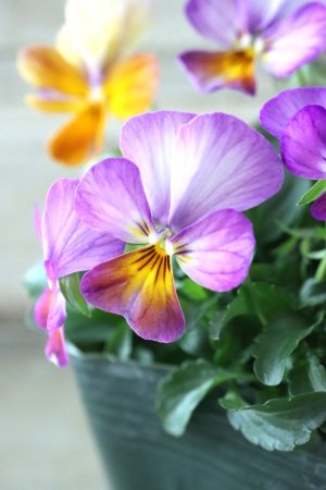 画像3: ゲブラさんの八ヶ岳ビオラ "ミステリアス アマゾネス" No.74