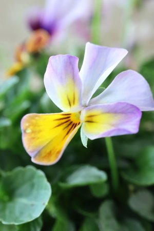 画像4: ゲブラさんの八ヶ岳ビオラ "ミステリアス アマゾネス" No.57