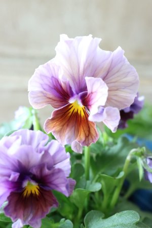 画像13: ビオラ "Nouvelle Vague Aquarelle~ヌーヴェルヴァーグ アクアレール~"