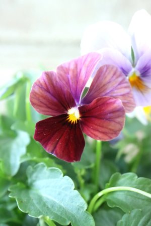 画像2: ゲブラさんの八ヶ岳ビオラ "ミステリアス アマゾネス" No.84