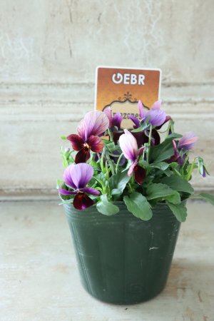 画像4: ゲブラさんの八ヶ岳ビオラ "ミステリアス アマゾネス" No.56