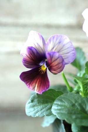 画像3: ゲブラさんの八ヶ岳ビオラ "ミステリアス アマゾネス" No.77