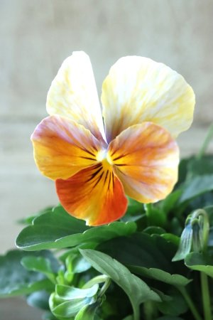 画像2: ゲブラさんの八ヶ岳ビオラ "ミステリアス アマゾネス" No.88