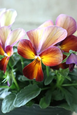 画像1: ゲブラさんの八ヶ岳ビオラ "ミステリアス アマゾネス" No.93