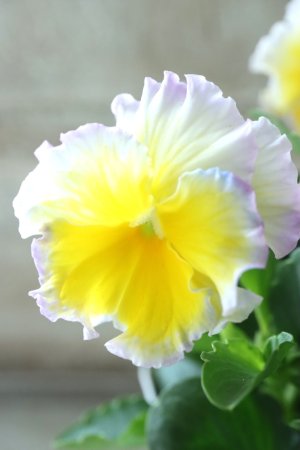 画像5: ビオラ~Egg Tart・エッグタルト~