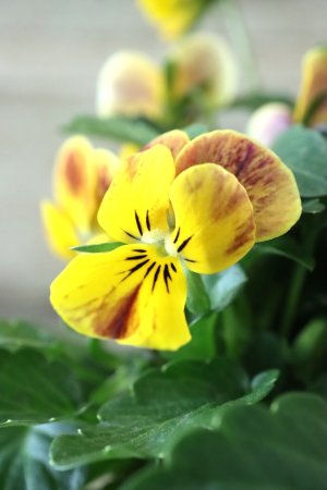 画像3: ゲブラさんの八ヶ岳ビオラ "ミステリアス アマゾネス" No.76