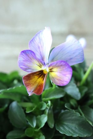 画像1: ゲブラさんの八ヶ岳ビオラ "ミステリアス アマゾネス" No.89