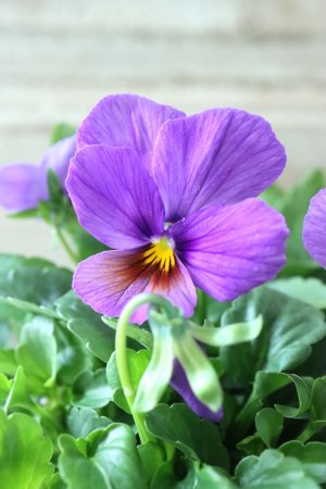 画像2: ゲブラさんの八ヶ岳ビオラ "ミステリアス アマゾネス" No.95