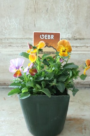 画像4: ゲブラさんの八ヶ岳ビオラ "ミステリアス アマゾネス" No.53